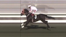 Şampiyon yarış atı kuşbaşı oldu