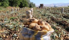 Sandıklı'da patates hasadı başladı