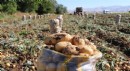 Sandıklı'da patates hasadı başladı