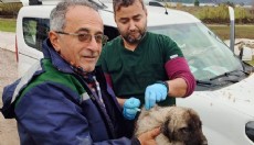 Serik'te kedi ve köpeklere çip uygulaması