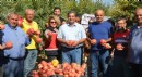 Serik'te nar hasadı başladı