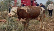 Serik'te su kanalına düşen inek kurtarıldı