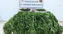 Serik’te uyuşturucu operasyonu: 1 tutuklu