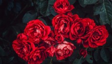 Sevgililer Günü Çiçek Önerileri: Aşkınızı Anlatmanın En Zarif Yolu