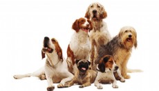 Sevimli Dostlarınız İçin Güvenilir Bir Veteriner Merkezi