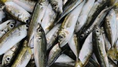 Sofralarda en çok o balık yendi