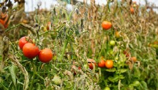 Söğüt domatesine coğrafi işaret alınacak