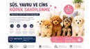 Süs Köpeği Sahiplenme Rehberi: Yavru ve Cins Köpek Sahiplenmeden Önce Bilmeniz Gerekenler