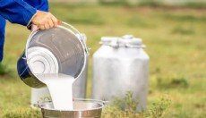 Süt üreticisinin gözü USK’da