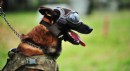 TSK'nın 'kahraman köpekleri'