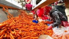 Tarladan markete fiyat uçurumunun şampiyonu havuç