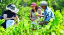 Tarladan sofraya eko-savunma: Agro-turizm