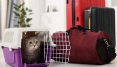 Taşımacım ile Pet Taksi ve Akıllı Nakliye Hesaplama Rehberi