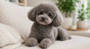 Toy Poodle Neden Son Yılların En Çok Tercih Edilen Köpek Irklarından Biri Oldu?