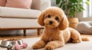 Toy Poodle Özellikleri, Bakımı ve Beslenmesi