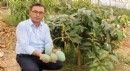 Tüketiciye çağrı; Yerli mango alın