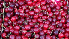 Türk kirazı o ülkede daha ucuz