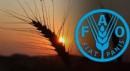 Türkiye, FAO Konseyi üyeliğine seçildi