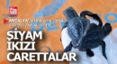 Türkiye'de bir ilk... Antalya'da Siyam ikizi caretta carettalar...
