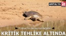 Türkiye'nin Nil kaplumbağaları kritik tehlike altında