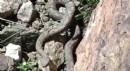 Türkiye'nin en zehirli yılanı görüntülendi