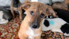 Valilikten belediyelere 'sokak hayvanları' talimatı