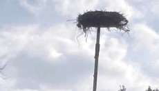 Yaban hayatı gözlemcisinden leyleğin bozulan yuvası için çağrı