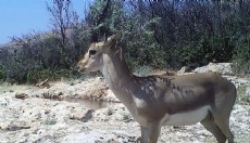 Yaban hayvanları foto kapanda