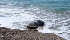 Yaralı bulunan deniz kaplumbağası tedavi sonrası Akdeniz'le buluştu