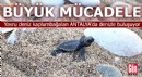 Yavru deniz kaplumbağaları Antalya’da denizle buluşuyor