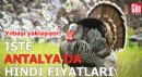 Yılbaşı yaklaşıyor! İşte Antalya'da hindi fiyatları