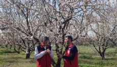 Zirai don sonrası hasar tespiti