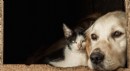 Zootopia Global Ürünleriyle Kedi ve Köpekler İçin Doğal Destek