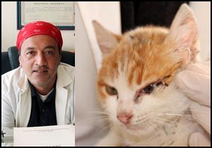 Üç kulaklı kedi