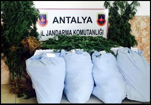 Jandarmadan uyuşturucu operasyonu