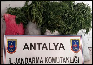Pamuk tarlasına uyuşturucu baskını