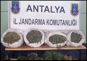 Jandarmadan uyuşturucu operasyonu