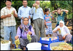 Margaz üzümü'nü türkiye tüketiyor