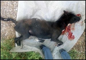 Felçli köpeğin kafasını kestiler