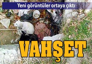 Toplanan köpekler aç bırakıldı
