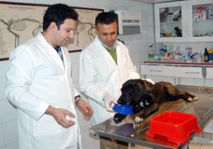 Veteriner sahip çıktı