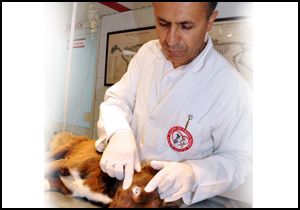 Veteriner köpeği kurtarmak için seferber oldu