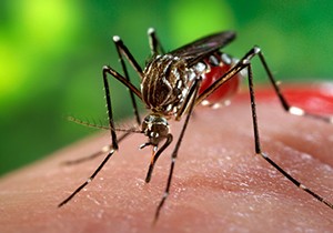 Zika tehlikesi Türkiye'de