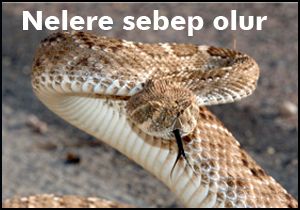 'Yılan sokması organ kaybına sebep olabilir'