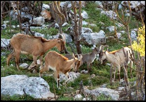 Yaban hayatı bakanlık ihalesiyle yok edilecek