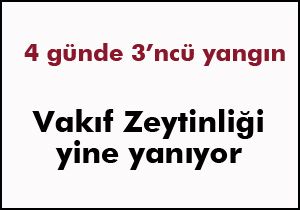 Vakıf Zeytinliği yine yanıyor
