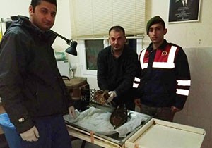 Yaralı yavru şahinler korumaya alındı