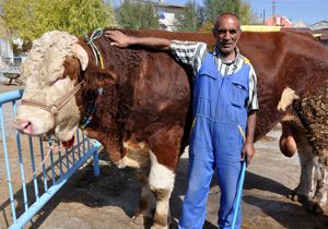 Yiğido 11 bin liraya alıcı bekliyor