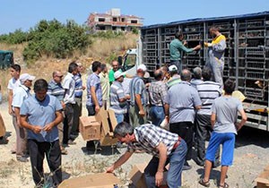 Çiftçiye damızlık yumurta tavuğu