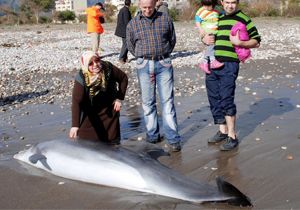 Finike’de ölü yunus karaya vurdu
